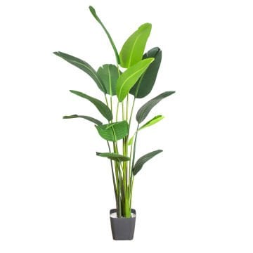 Yapay Starliçe Ağacı, Yeşil - 13 Yapraklı, 180 cm