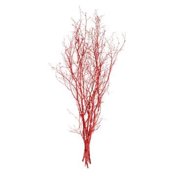 Kuru Bitki, Gürgen Dalı, Kırmızı - 60-80 cm