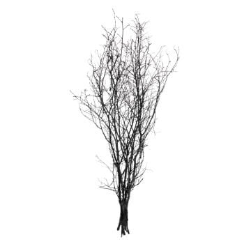Kuru Bitki, Gürgen Dalı, Siyah - 60-80 cm