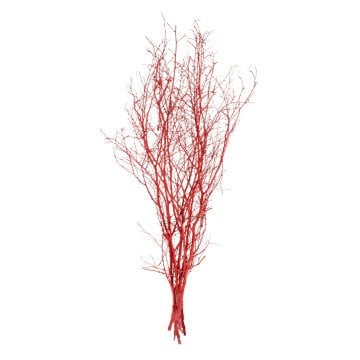 Kuru Bitki Kırmızı Gürgen Dalı 60 - 80 Cm