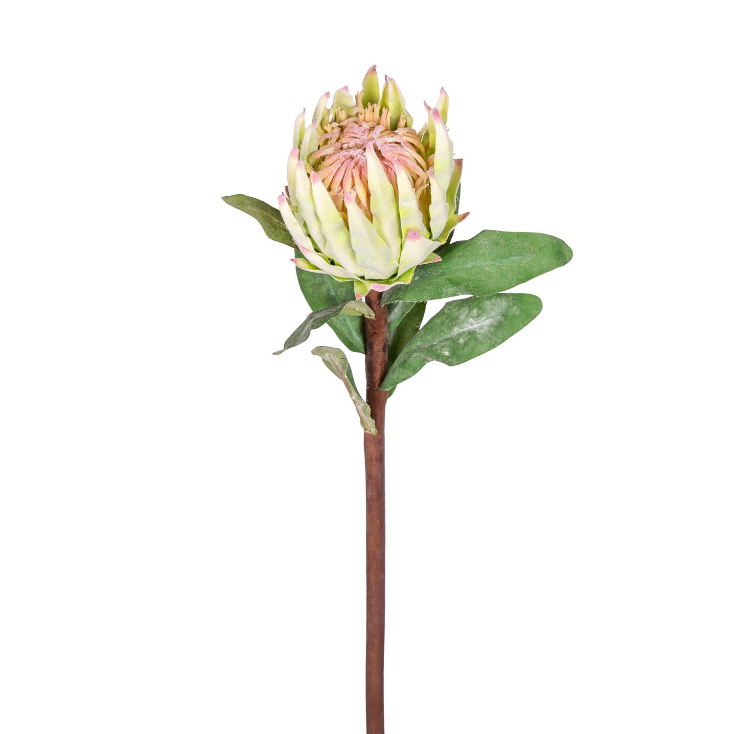 Yapay Çiçek Protea Çiçeği Yeşil 60 Cm.