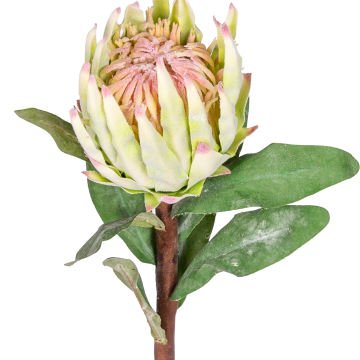 Yapay Çiçek Protea Çiçeği Yeşil 60 Cm.