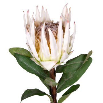 Yapay Çiçek Protea Çiçeği Beyaz 60 Cm.