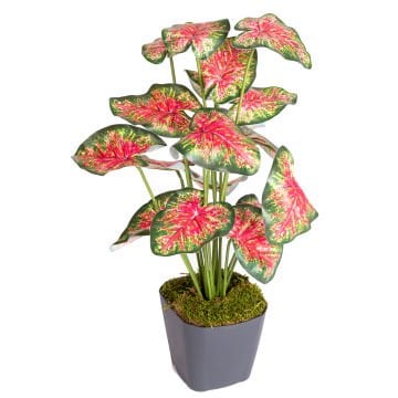 Saksıda Yapay Bitki, Caladium-Kaladyum Demet, Gerçek Dokulu - 18 Yaprak, 43 cm