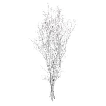Kuru Bitki Beyaz Gürgen Dalı 60 - 80 Cm