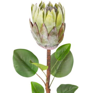 Yapay Çiçek Protea Bitkisi Yeşil 67 Cm.
