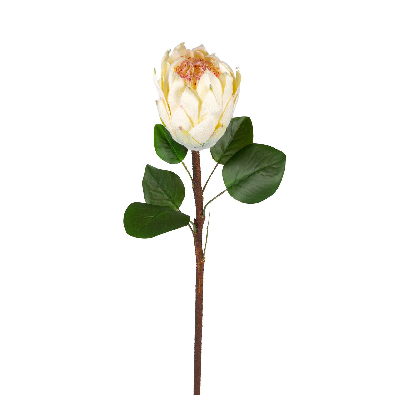 Yapay Çiçek Protea Bitkisi Krem 67 Cm.