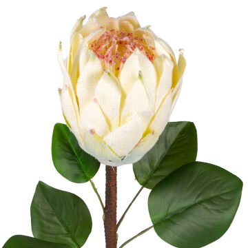 Yapay Çiçek Protea Bitkisi Krem 67 Cm.