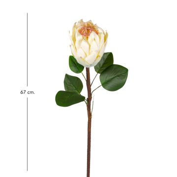 Yapay Çiçek Protea Bitkisi Krem 67 Cm.
