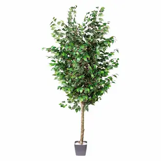 Yapay Ficus Ağaçları