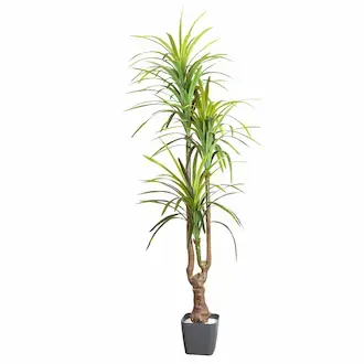 Yapay Dracena Ağaçları