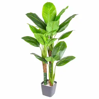 Yapay Difenbahya Ağaçları