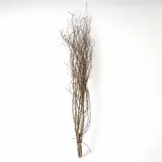 Kuru Bitkiler ve Doğal Dallar