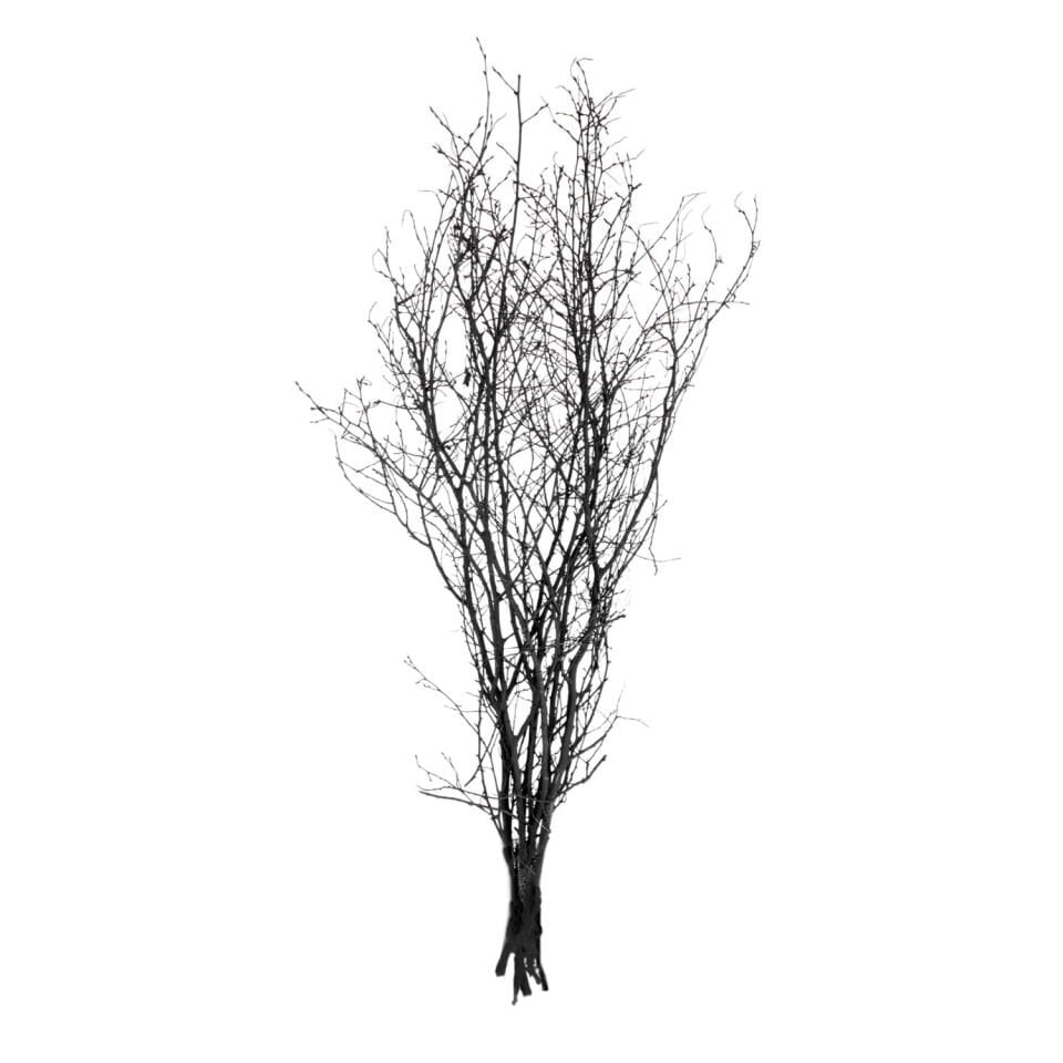 Kuru Bitki, Gürgen Dalı, Siyah - 60-80 cm
