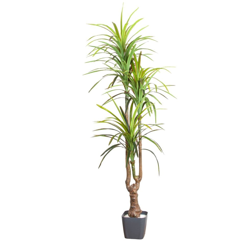 Yapay Dracena Ağacı, Gerçek Dokulu, Yeşil - 3 Dallı, 200 cm