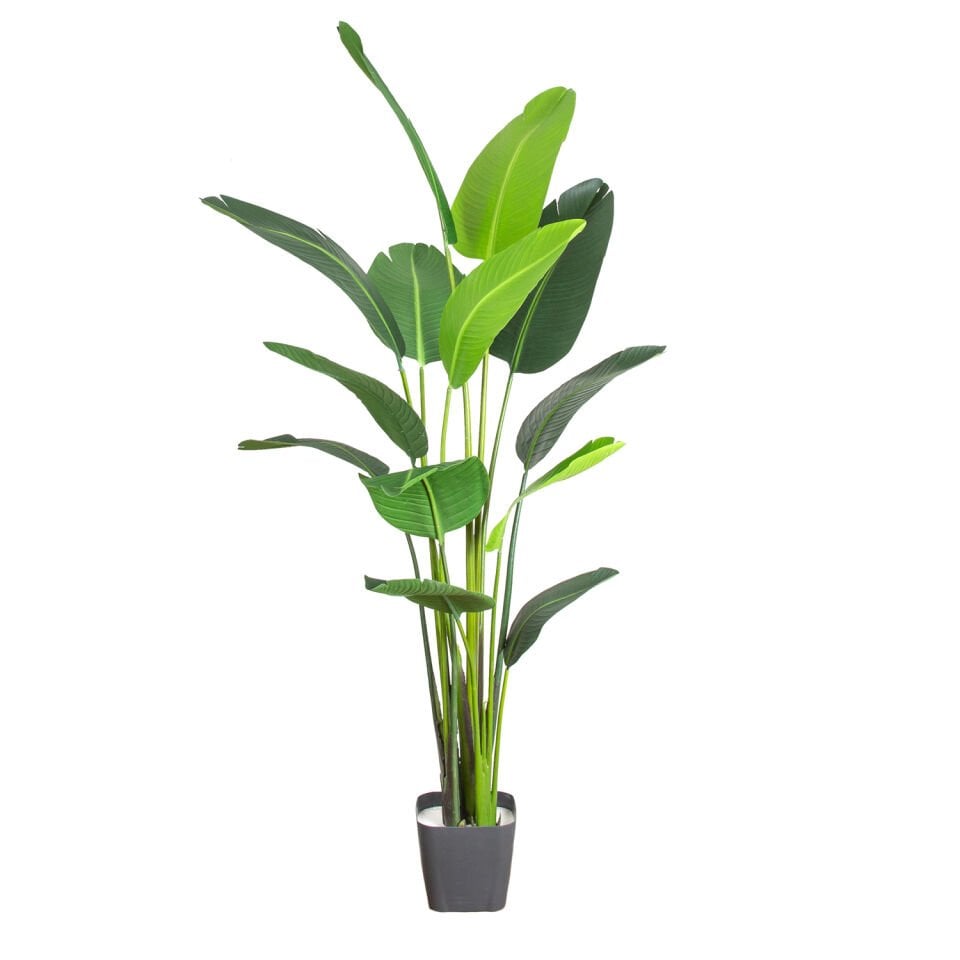 Yapay Starliçe Ağacı, Yeşil - 13 Yapraklı, 180 cm