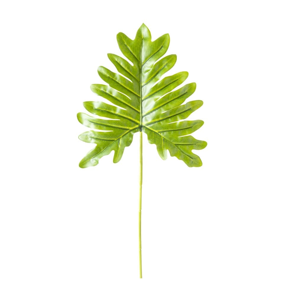 Deve Tabanı Yaprağı - 53 cm