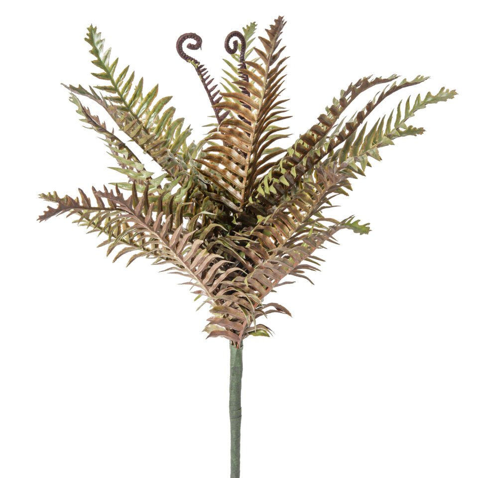 Eğrelti Otu (Fujer) - 50 cm