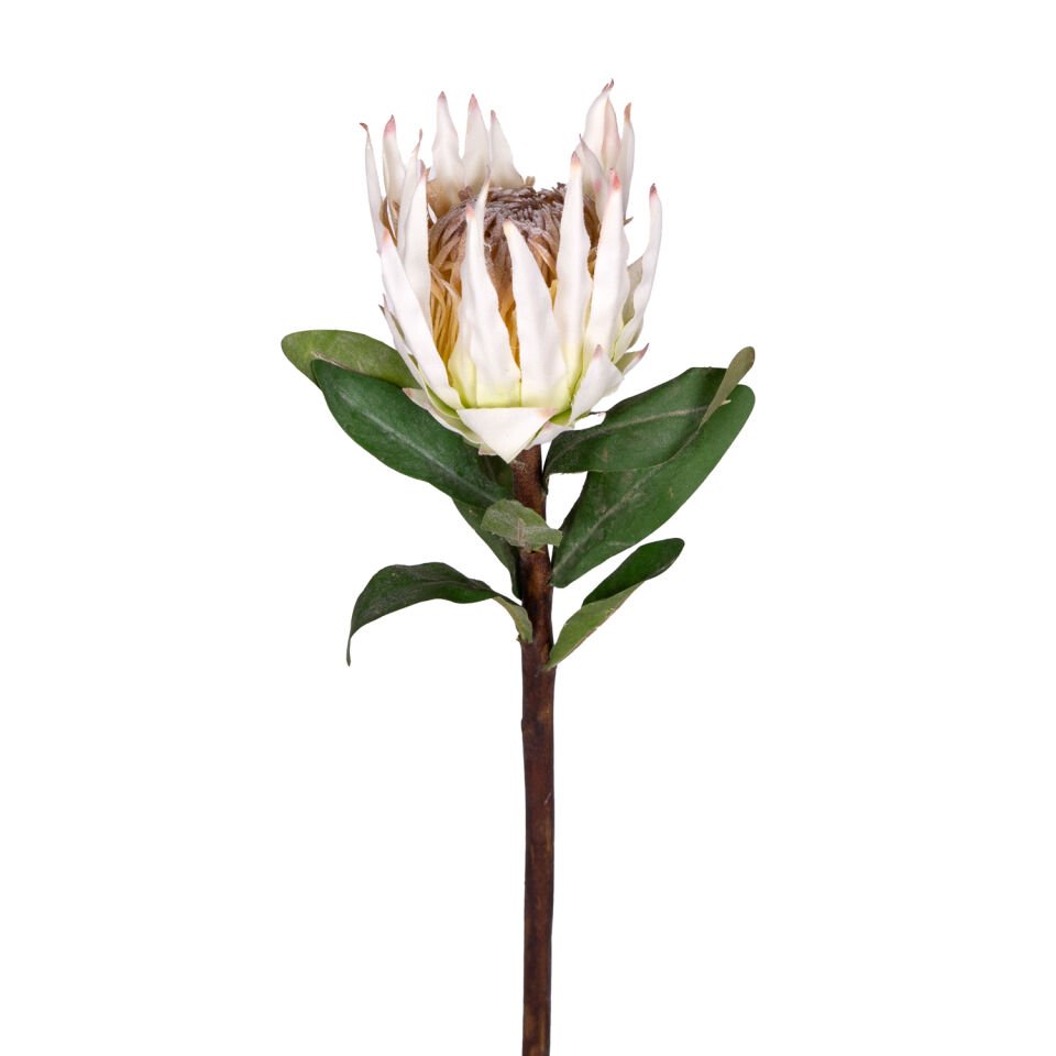 Yapay Çiçek, Protea Çiçeği, Beyaz - 60 cm