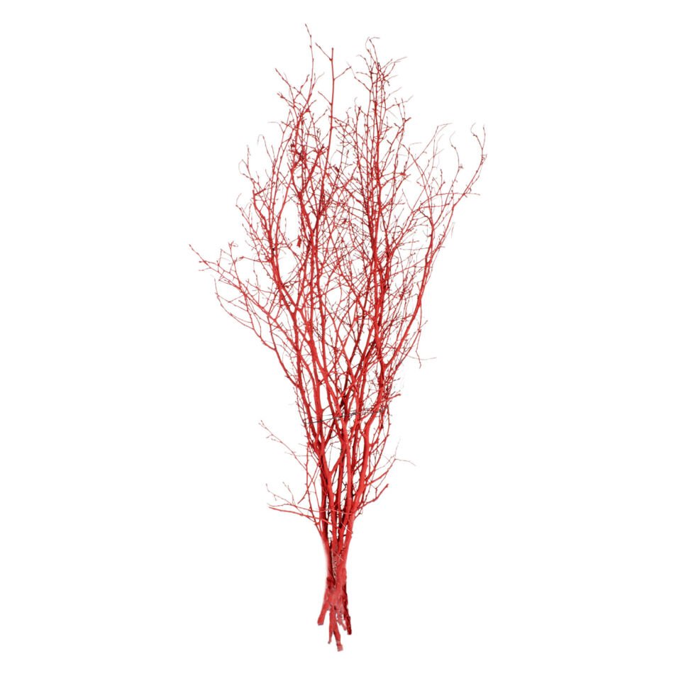 Kuru Bitki, Gürgen Dalı, Kırmızı - 60-80 cm