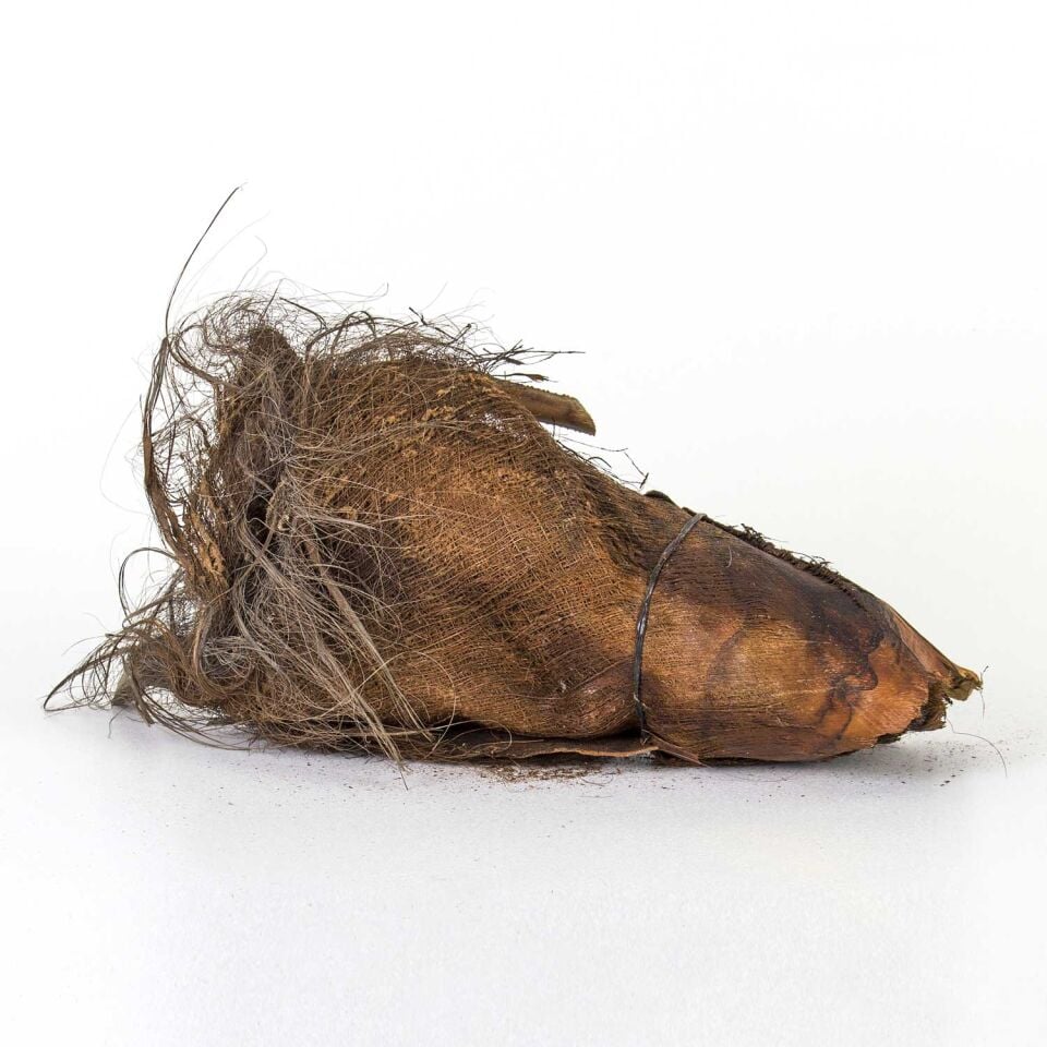 Kuru Bitki, Cocos - 5'li Paket