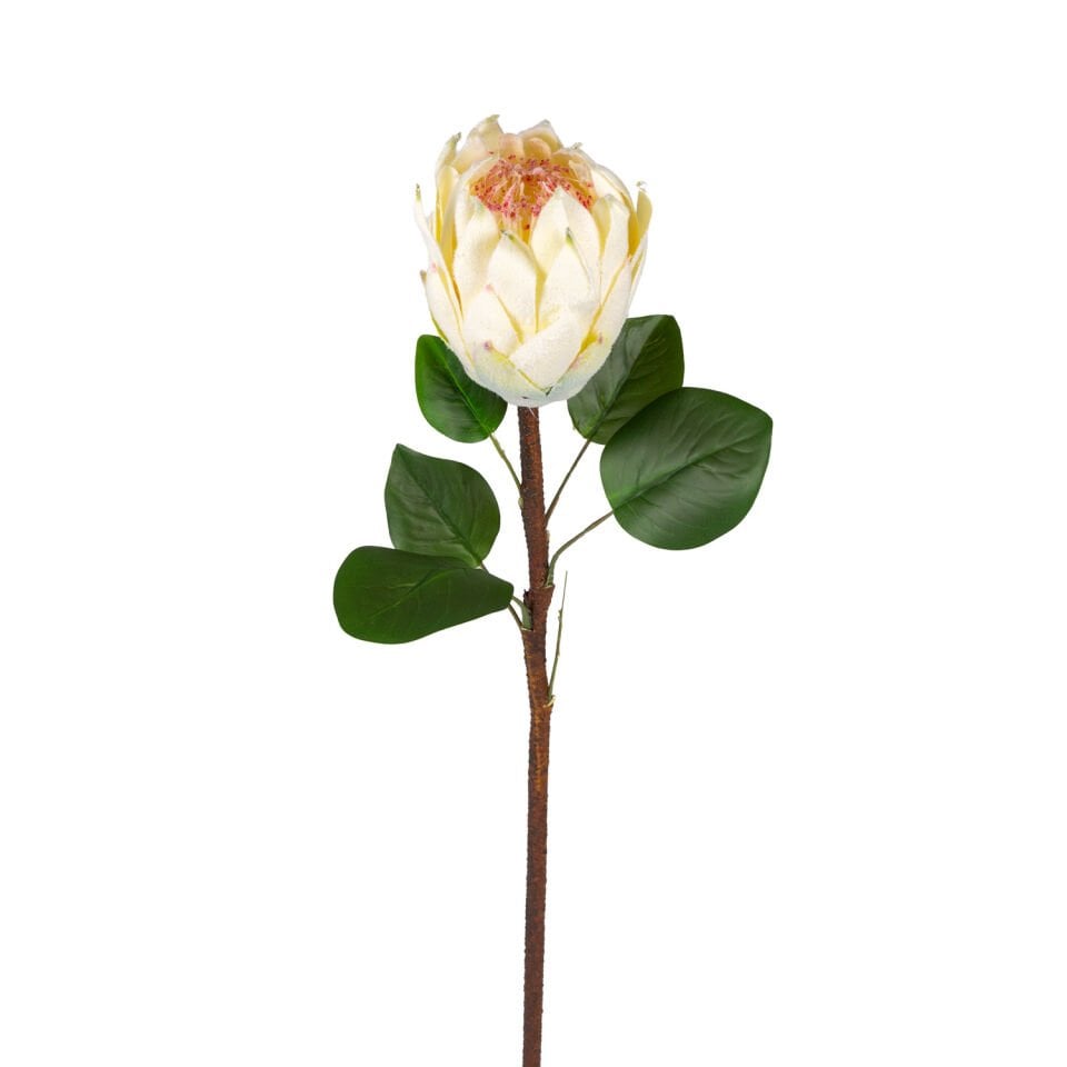 Yapay Çiçek, Protea Bitkisi, Krem - 67 cm