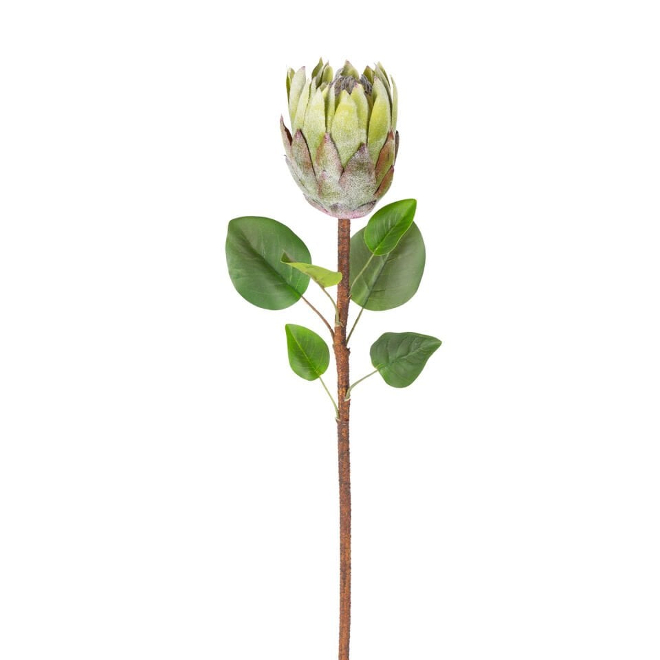 Yapay Çiçek, Protea Bitkisi, Yeşil - 67 cm