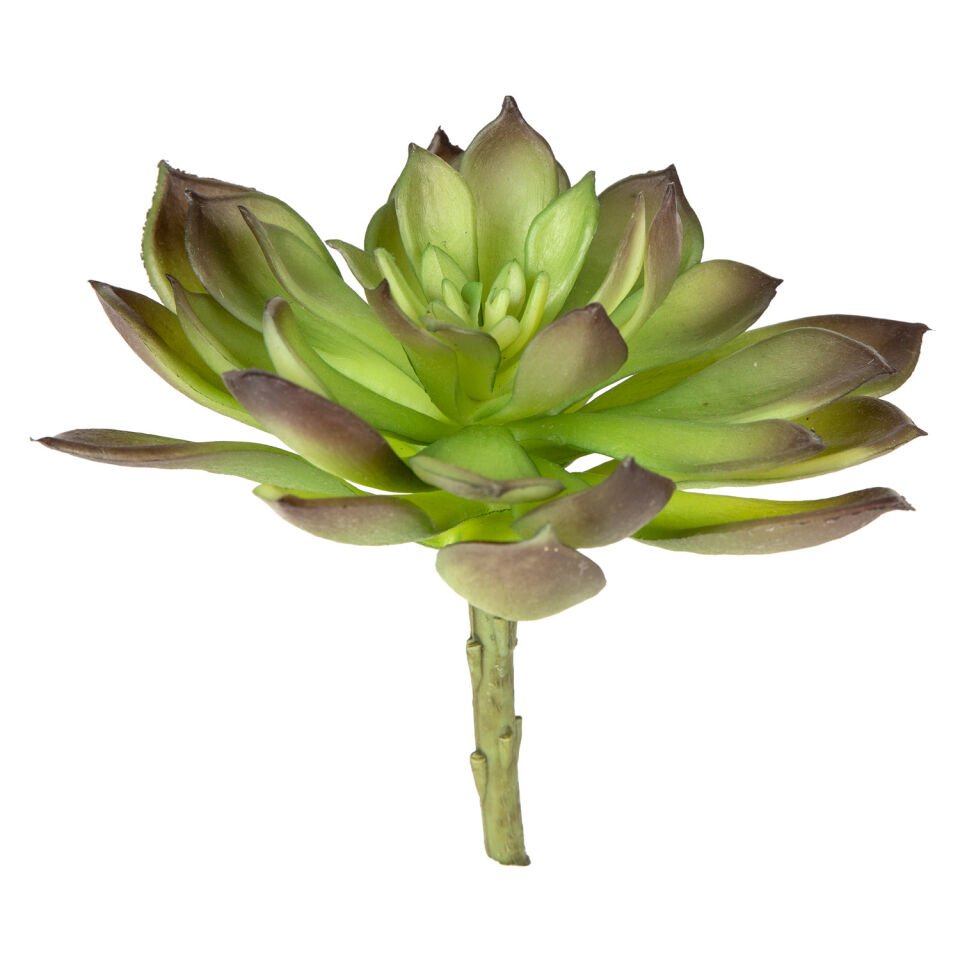 Yapay Eçeverya Kaktüs Sukulent, Yeşil-Kahverengi - 15 cm