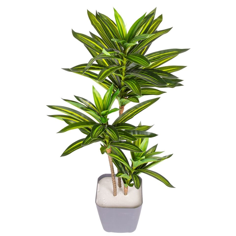 Yapay Dracena, Gerçek Dokulu - 72 cm