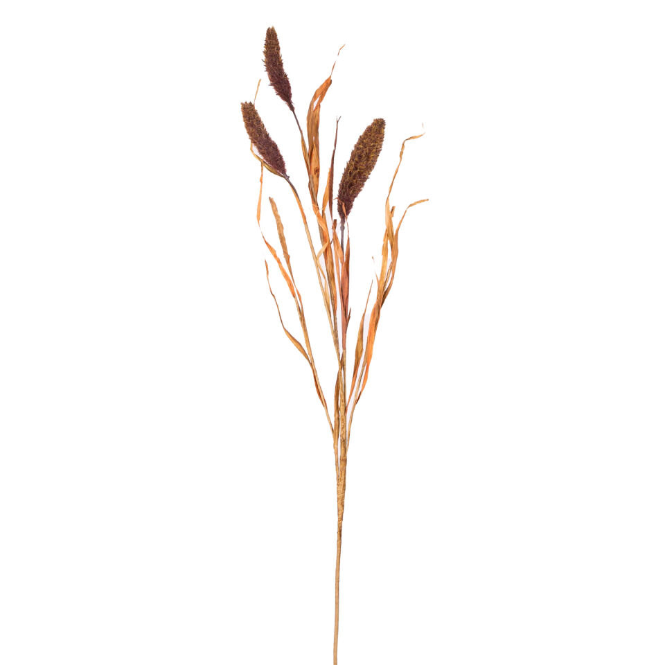 Yapay Bitki, Setaria Pamuk (Kirpi Darı), Kahverengi - 90 cm