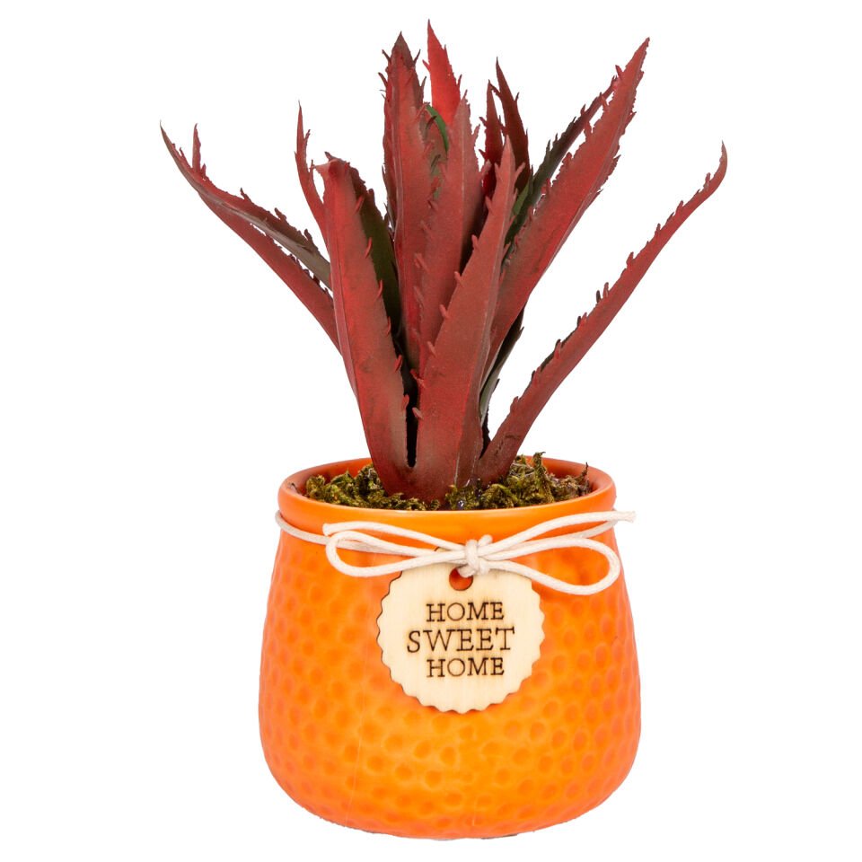 Seramik Saksıda Sukulent Aranjmanı Turuncu-Kızıl 10x18 Cm.