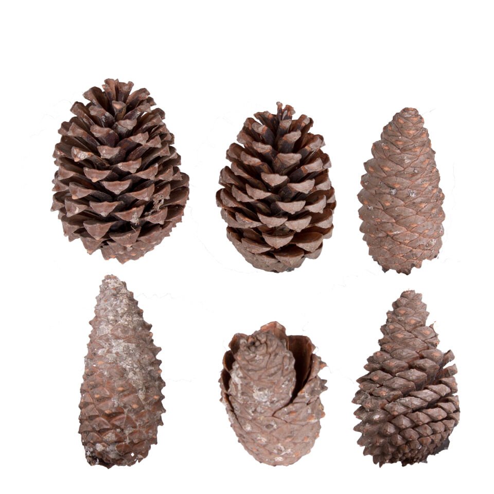 Kozalak - 6'lı Paket, 8-13 cm