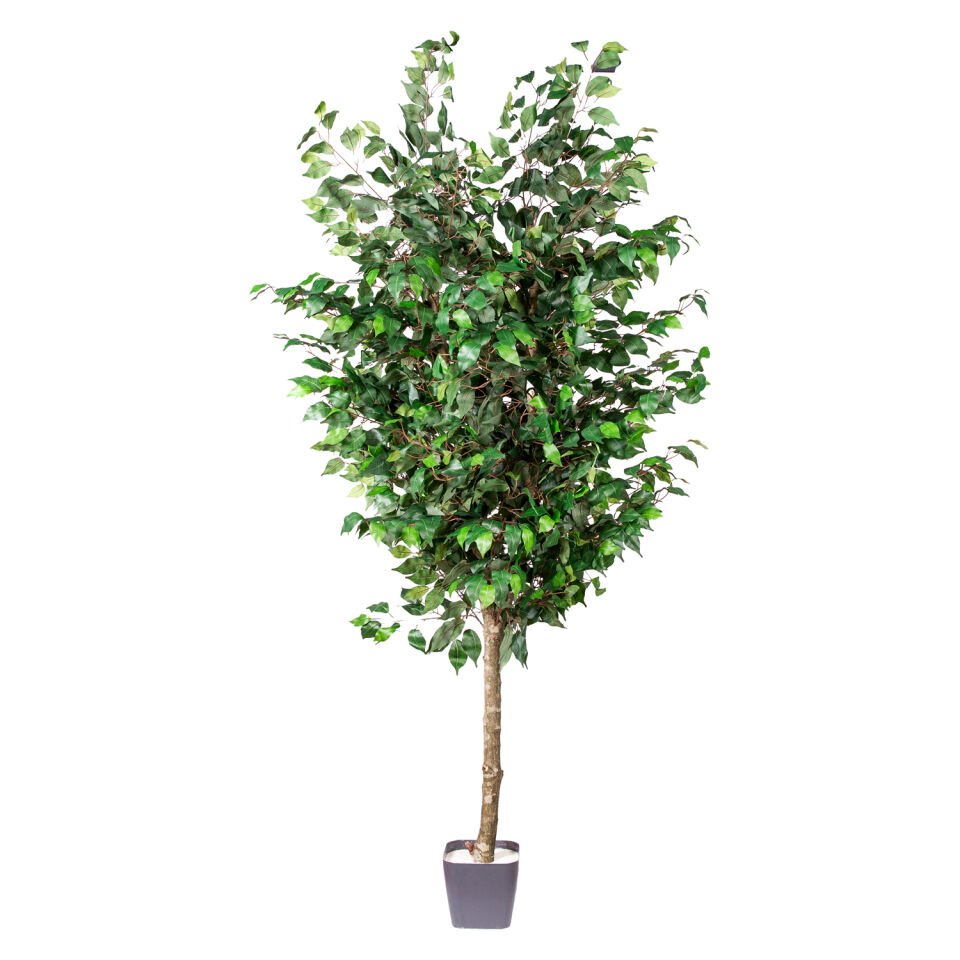 Yapay Ficus Ağacı, Tek Gövde, Yeşil - 200 cm