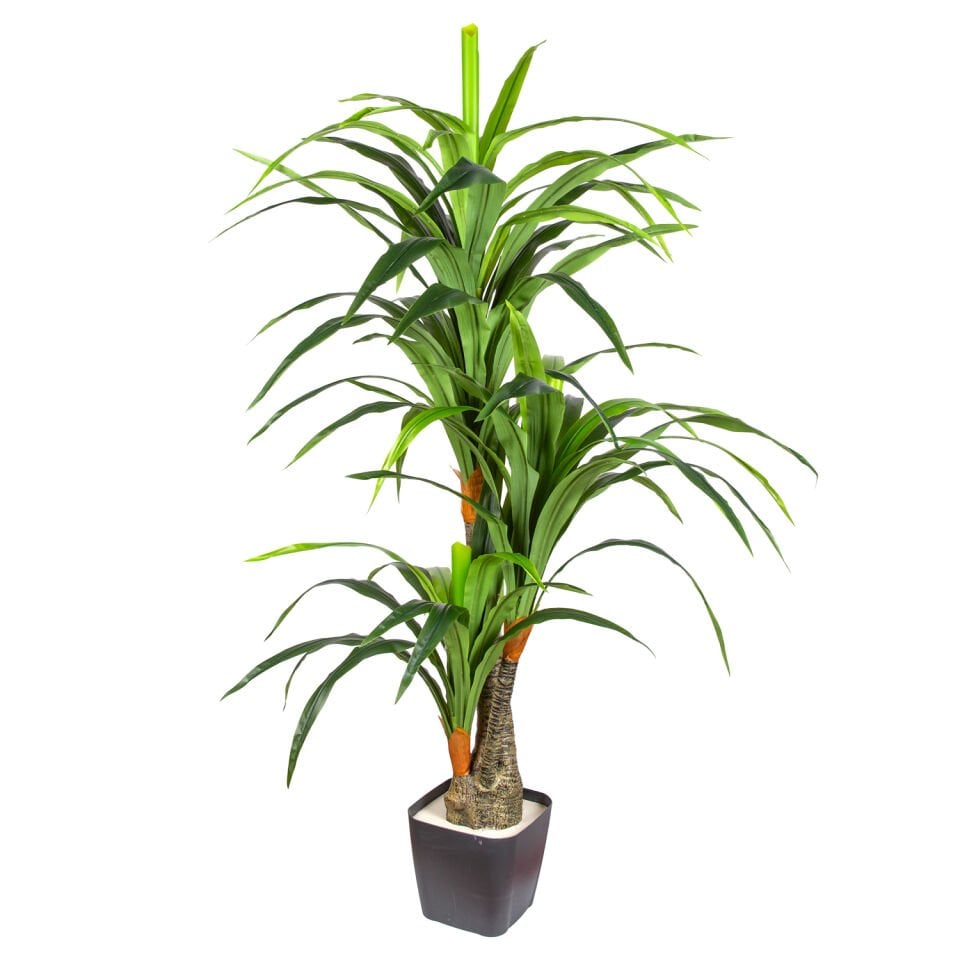 Yapay Dracaena, Gerçek Dokulu - 3 Dallı, 160 cm
