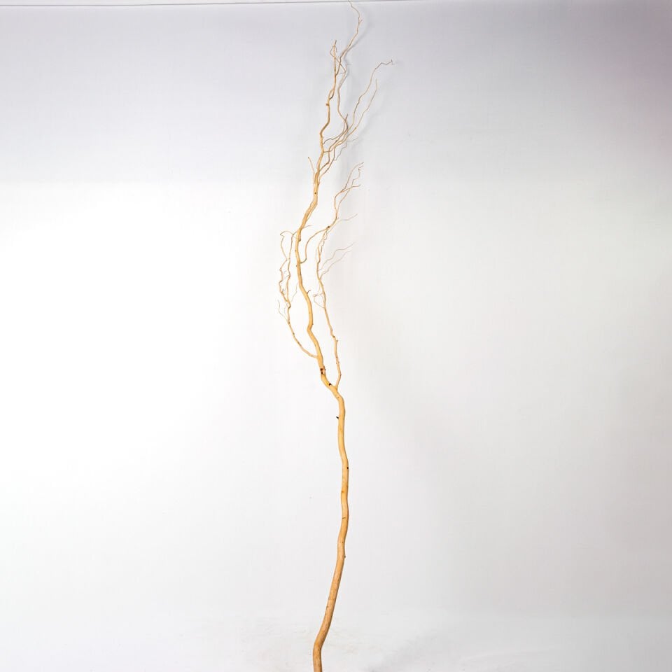 Doğal Salex Dalı, Soyulmuş - ±200 cm