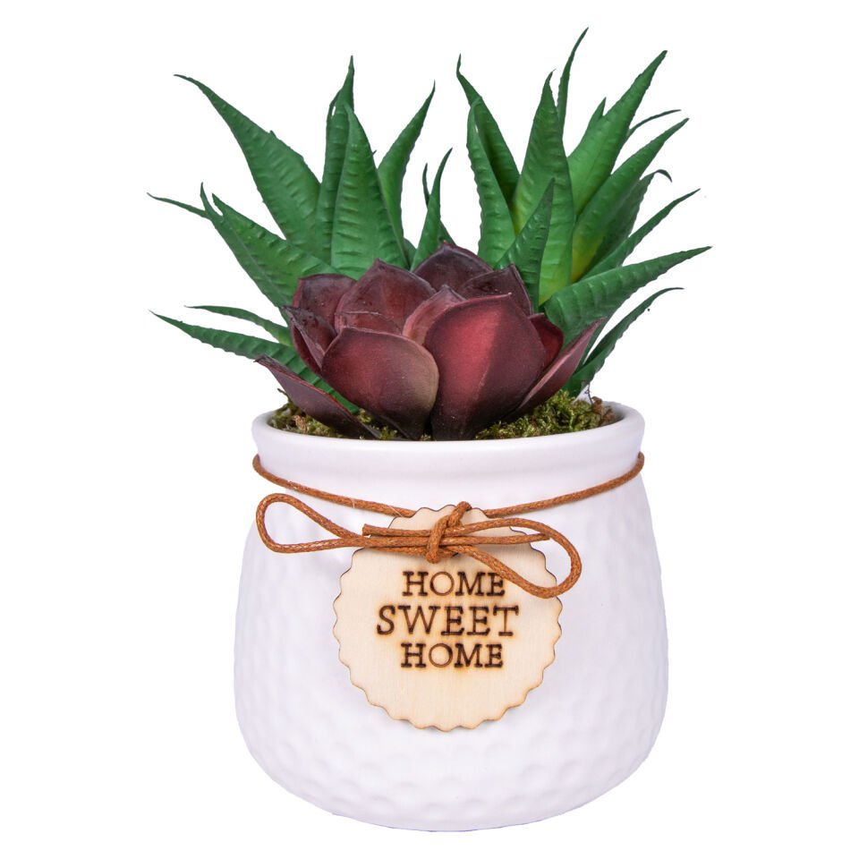 Seramik Beyaz Saksıda Sukulent Aranjmanı Bordo-Yeşil 14x17 Cm.