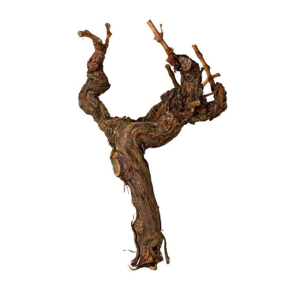 Asma Kütüğü, Naturel