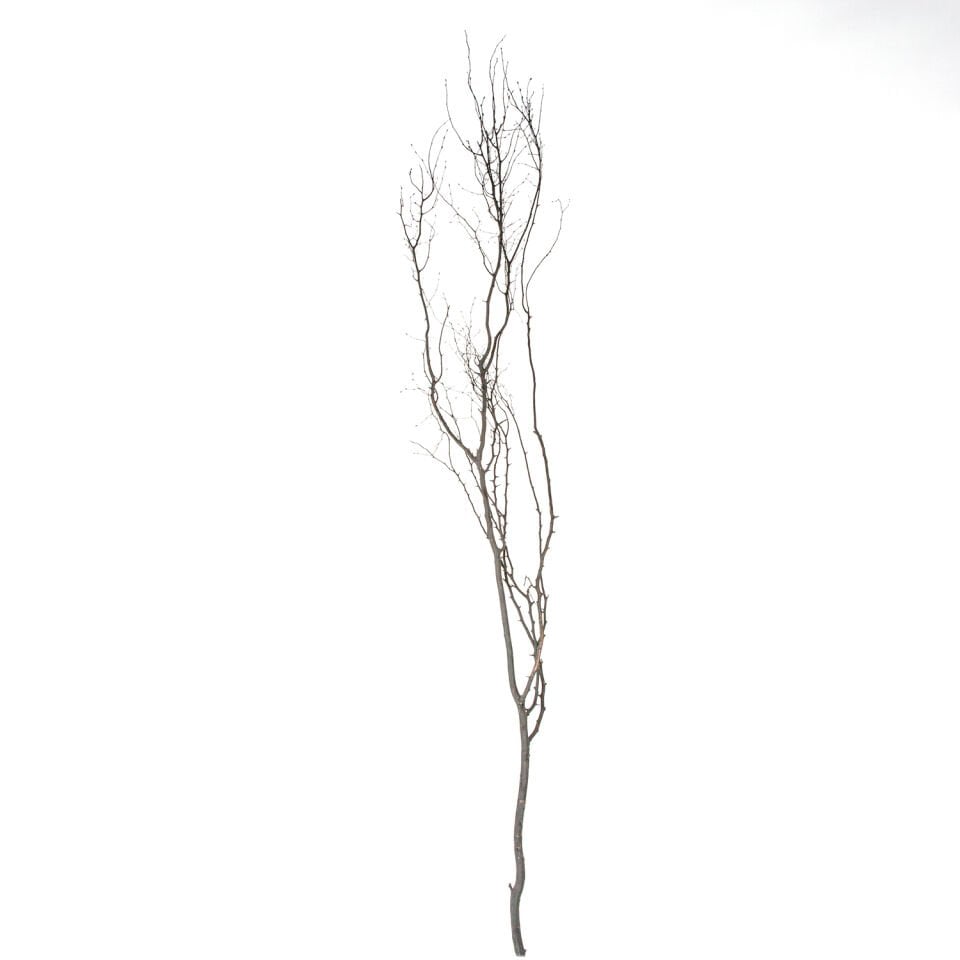 Kuru Bitki, Beyaz Gürgen Tanzim Dalı - 190-200 cm