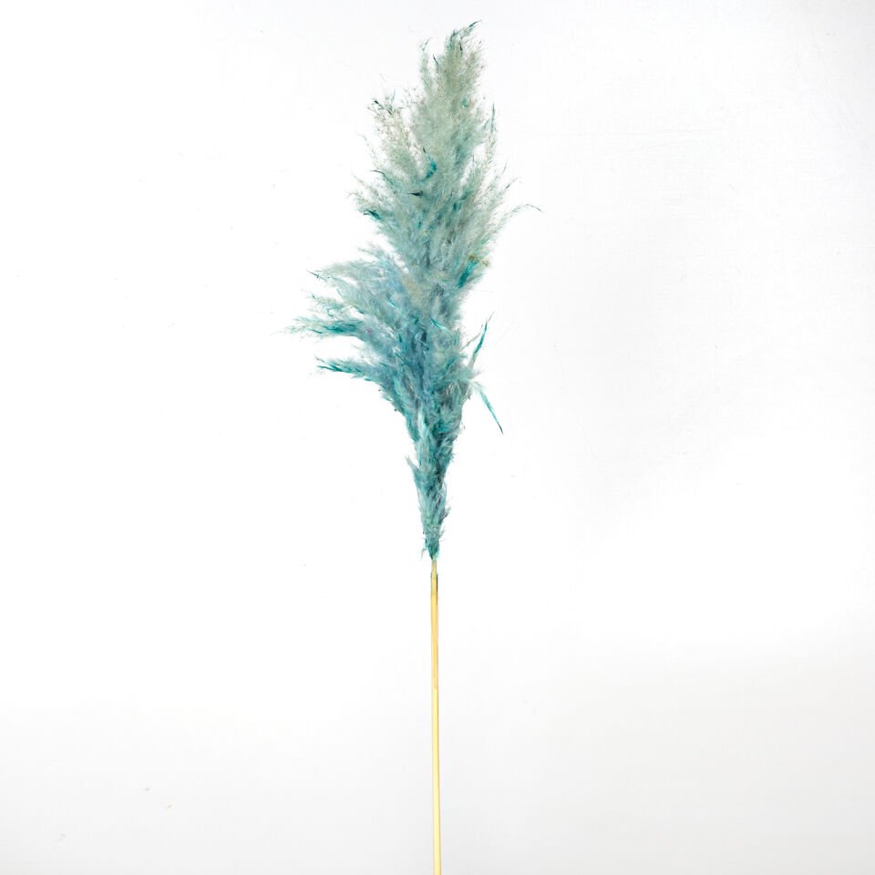 Kuru Bitki, Pampas, Turkuaz