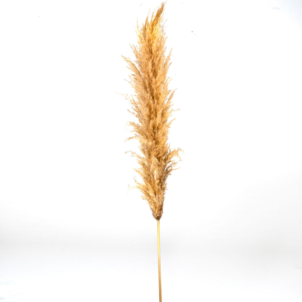 Kuru Bitki Pampas, Naturel - ±120 cm