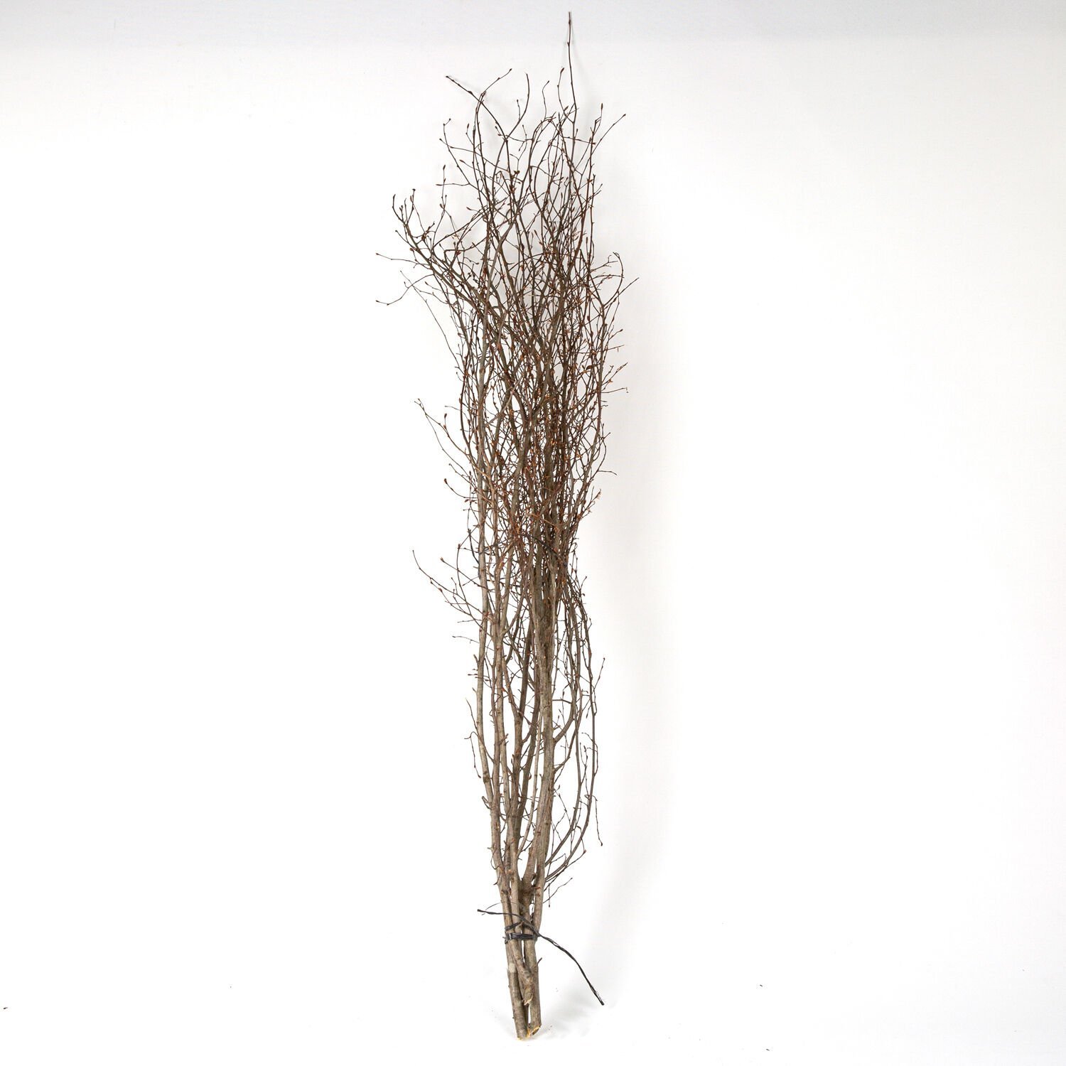 Kuru Bitki, Gürgen Dalı, Naturel Renk - 60-80 cm