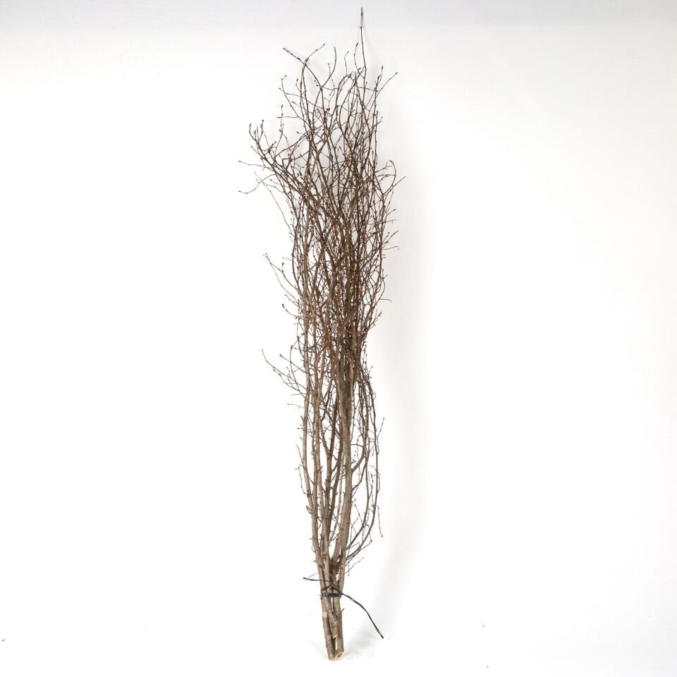 Kuru Bitki, Gürgen Dalı, Naturel Renk - 60-80 cm