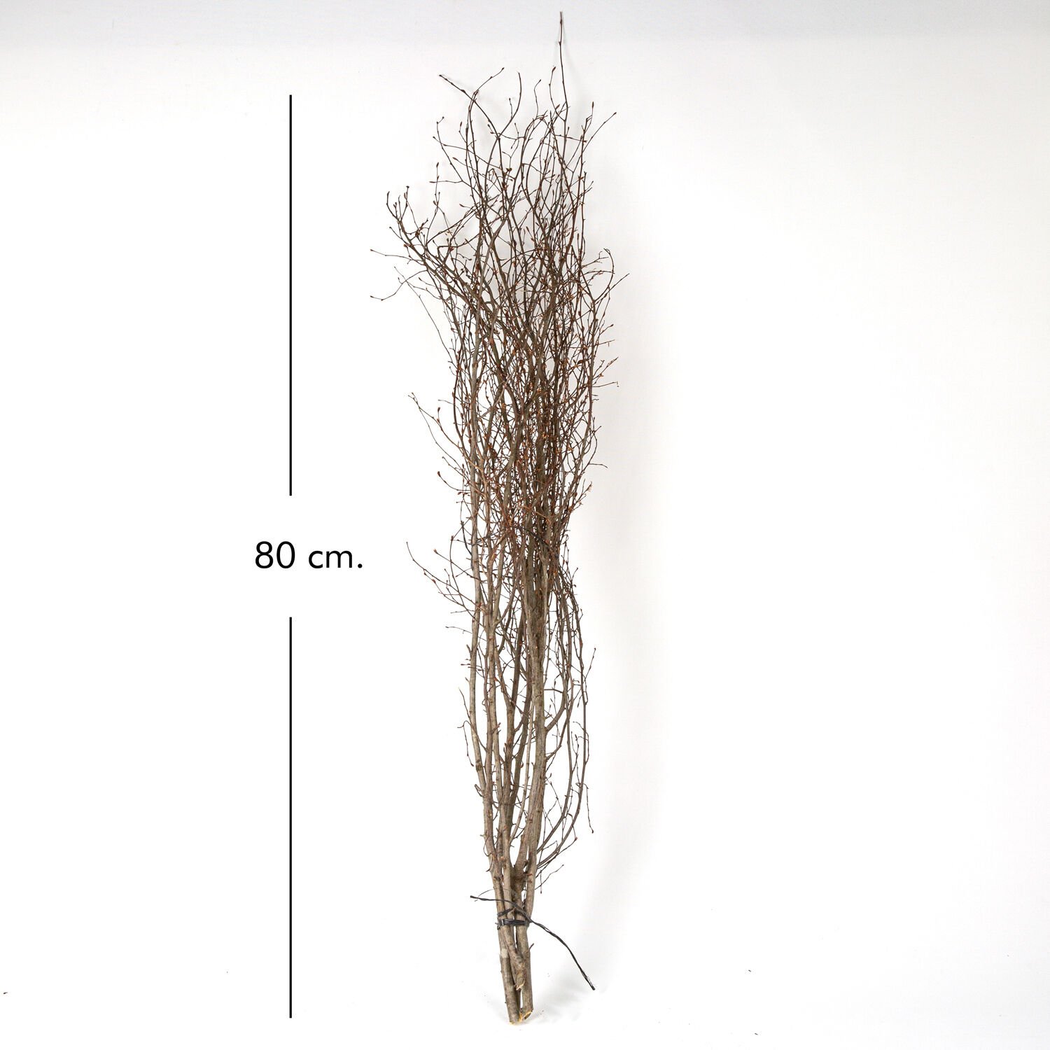 Kuru Bitki, Gürgen Dalı, Naturel Renk - 60-80 cm